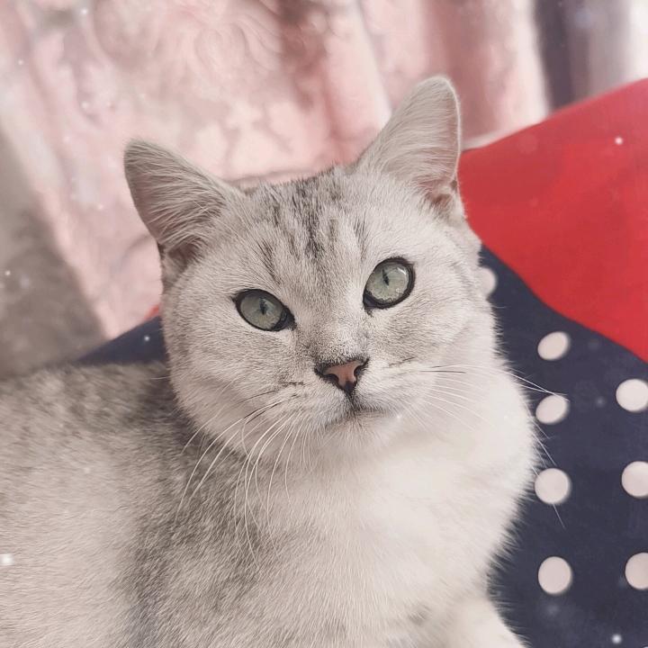毒蛇