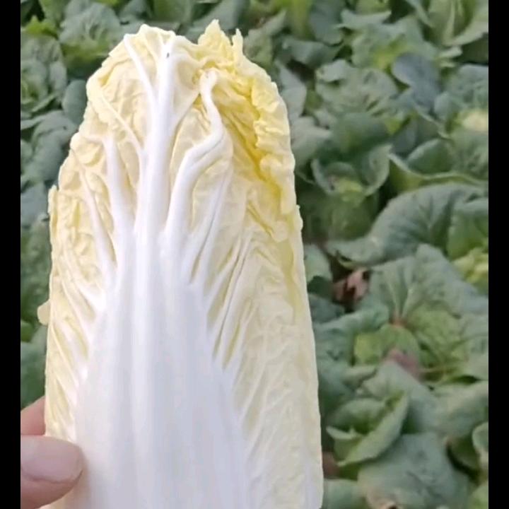 阿乐（山药，娃娃菜）