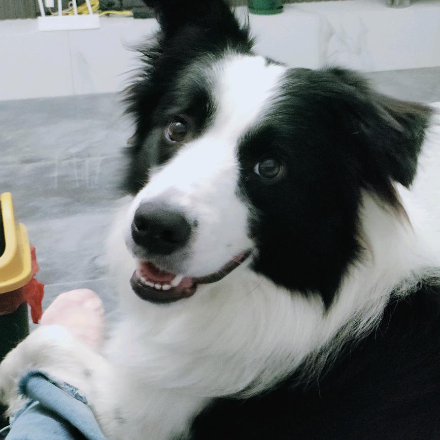 এ毛毛এ是只边牧吖