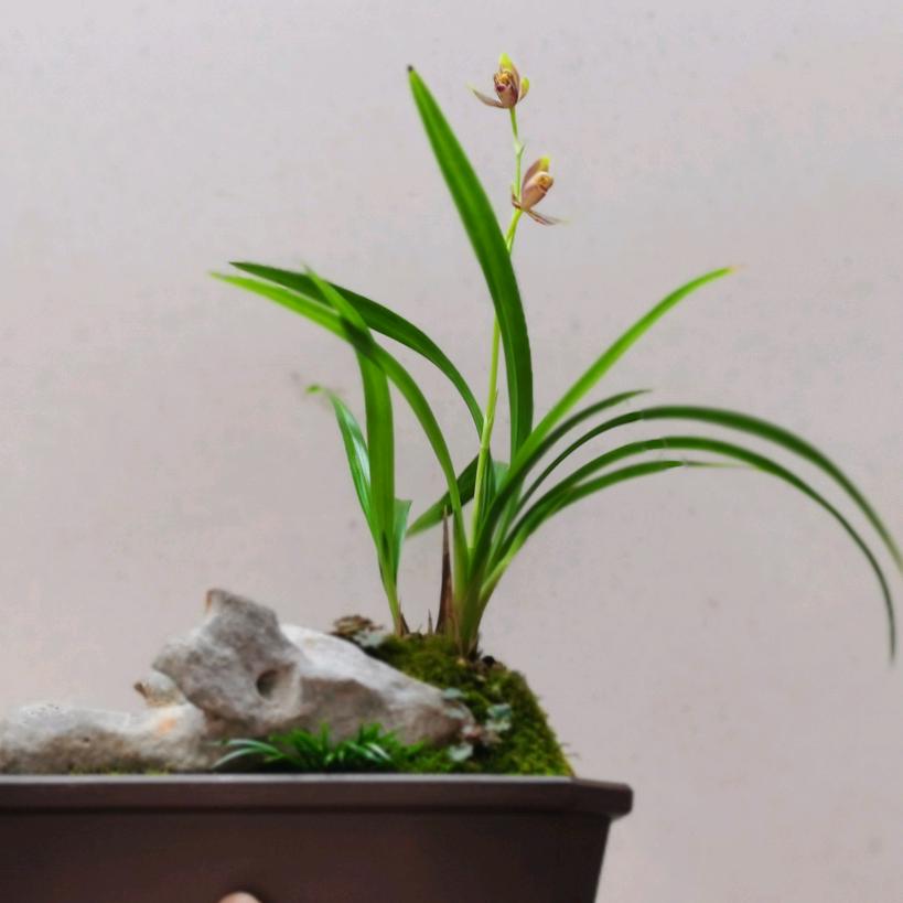 晨日