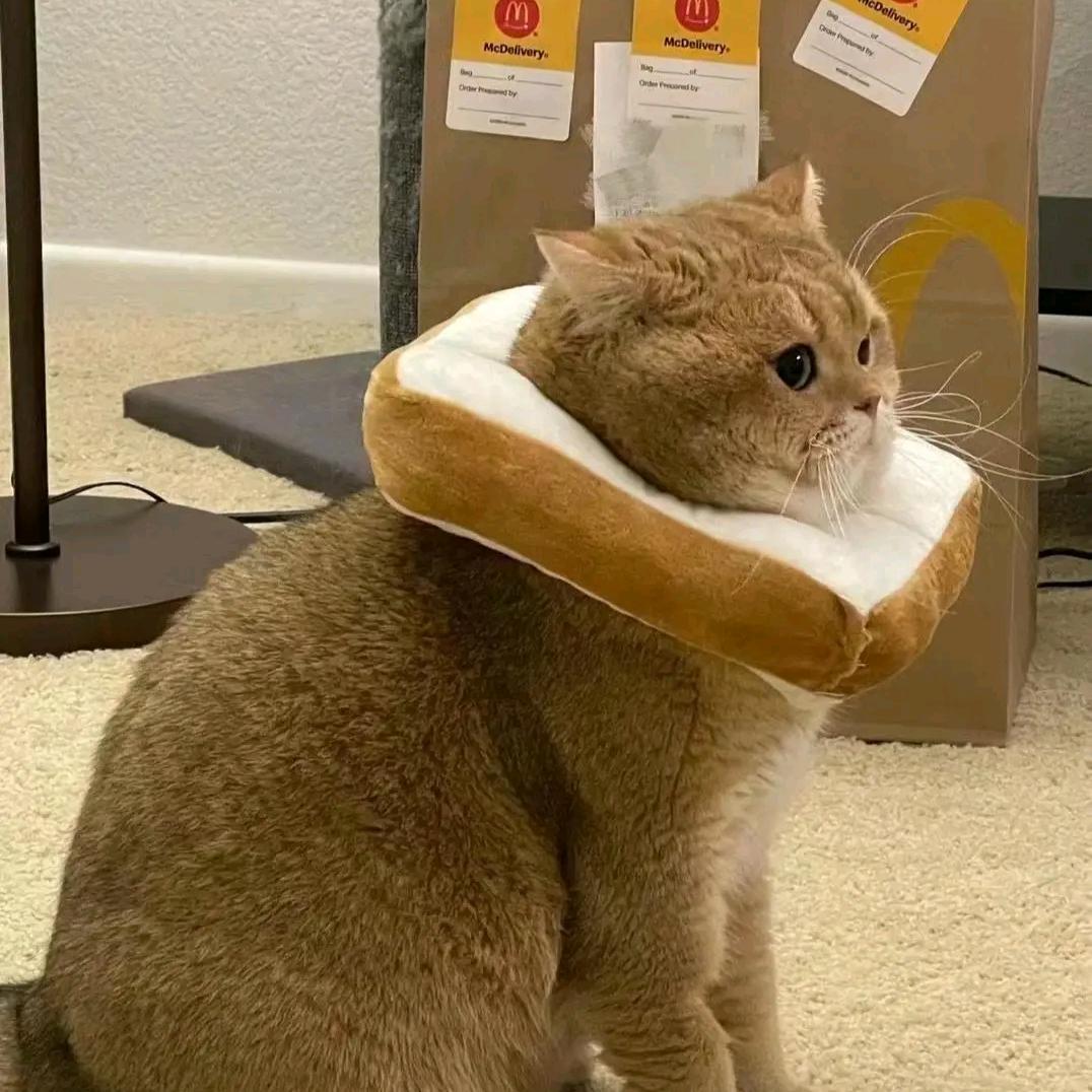 猫咪缝缝补补