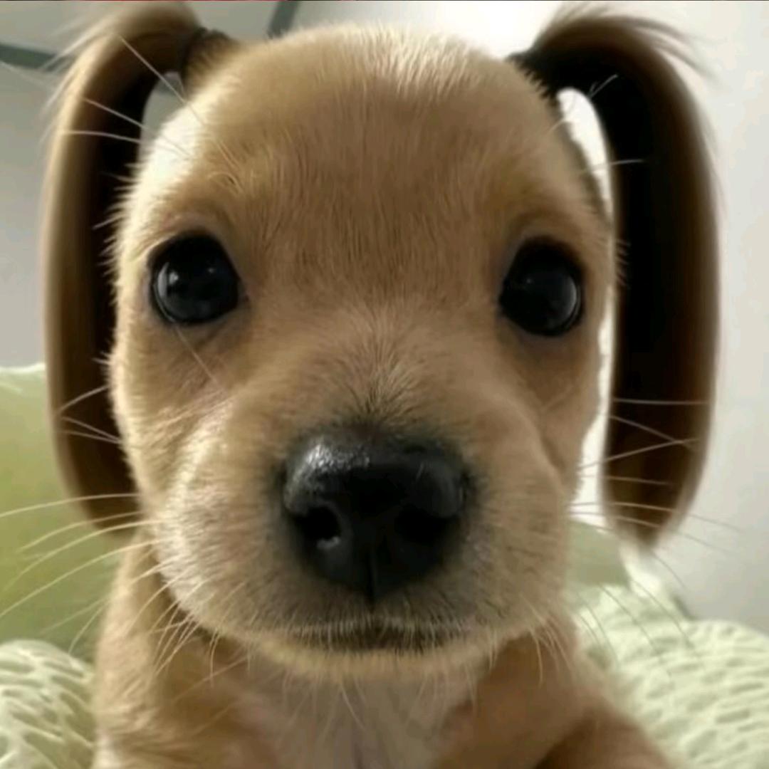 敲你脑壳.