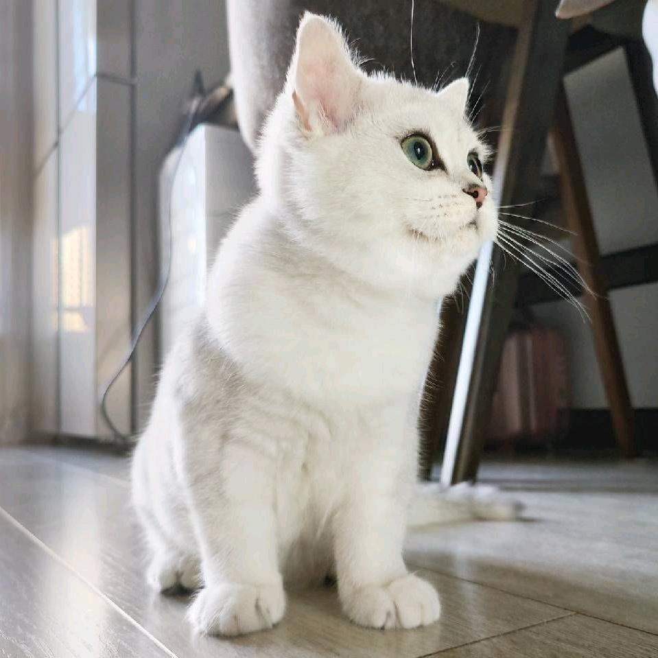 李胖白