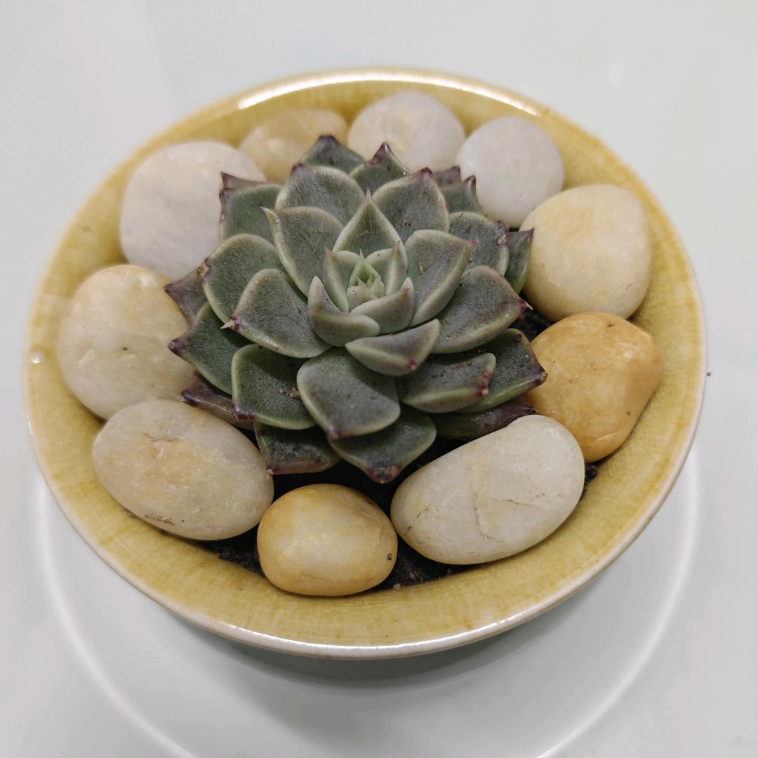 治愈系多肉酱