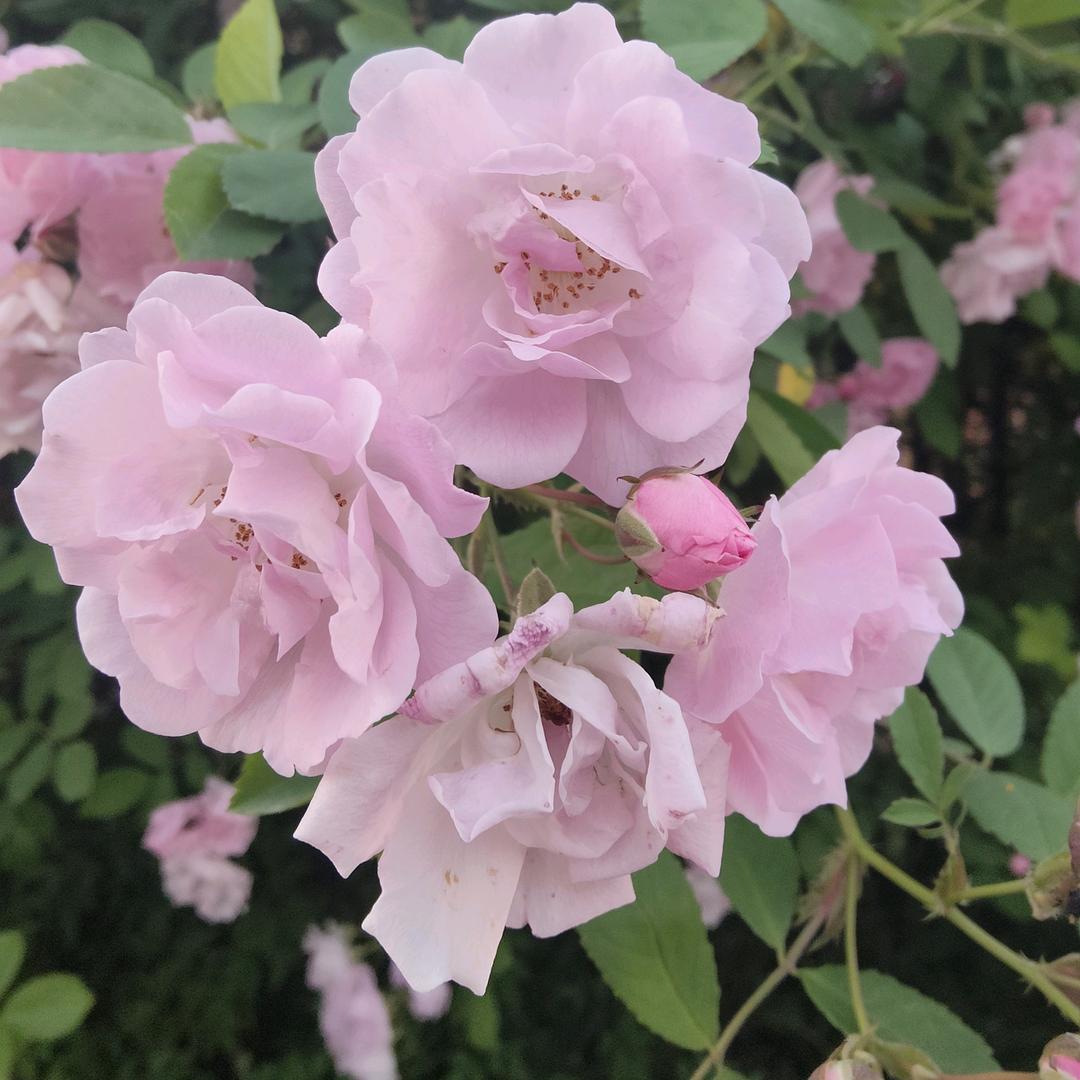 丽