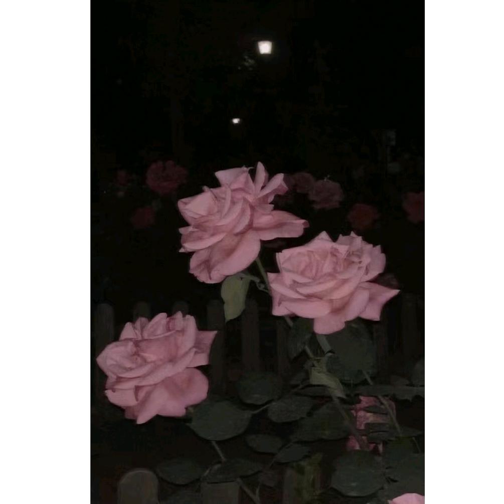 新艳