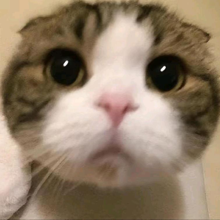O椰o