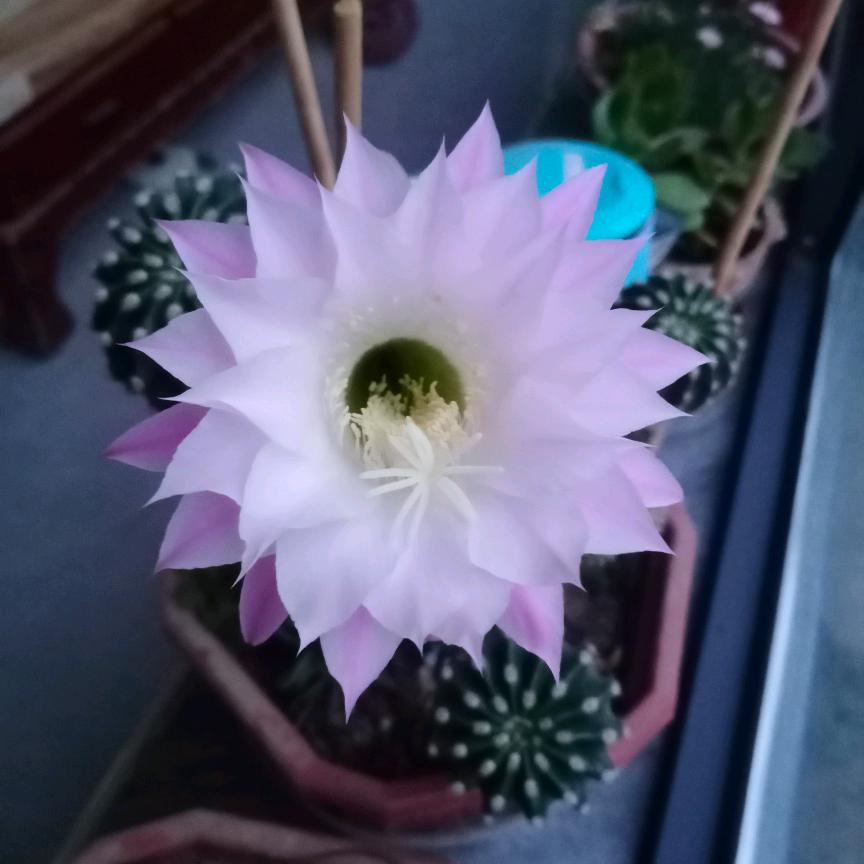 半醉🌿半醒