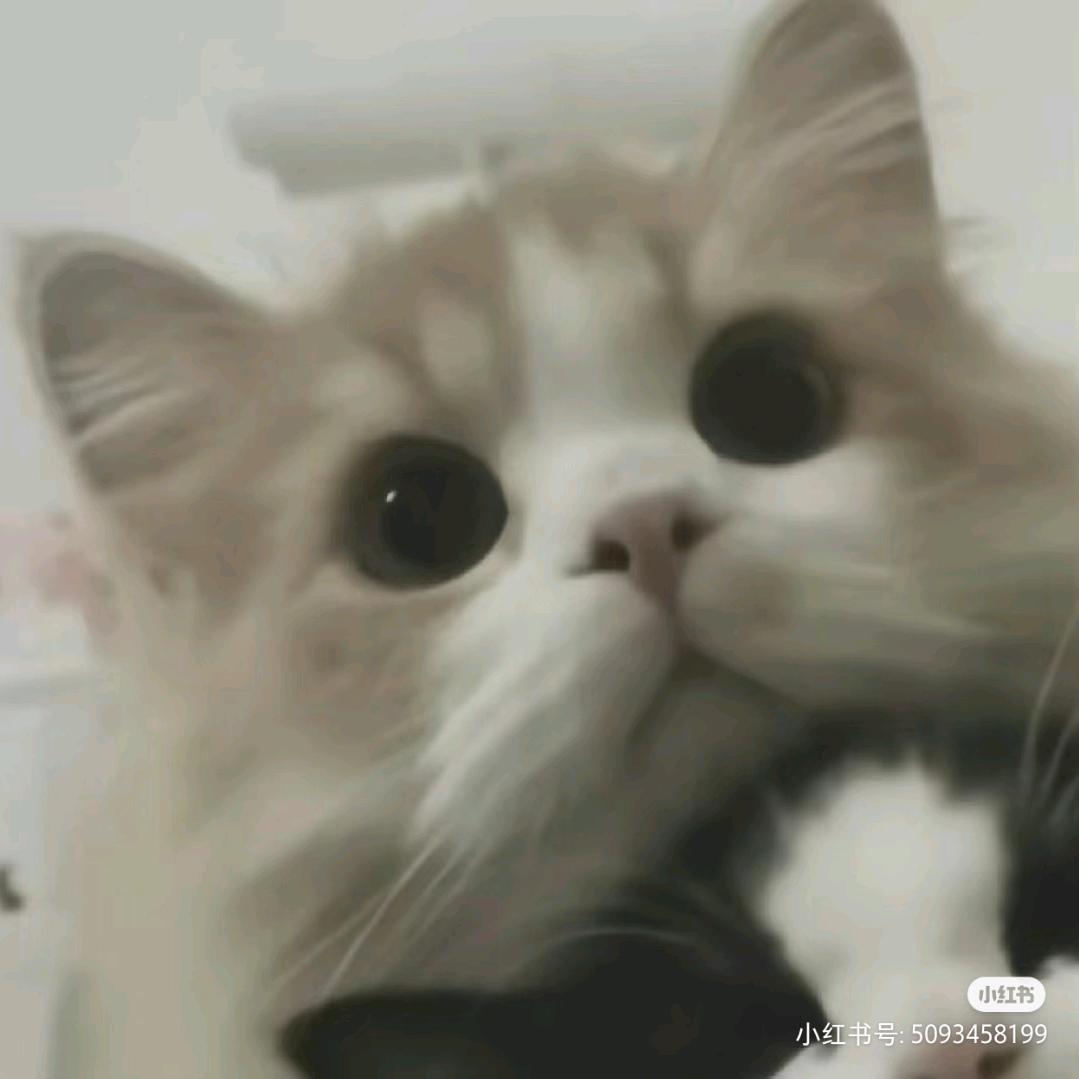 我的小狗在哪，我的小狗在哪