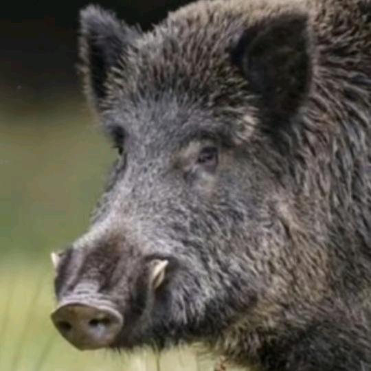 何华（野猪养殖）