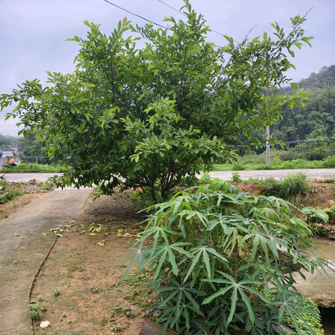 嗅萌