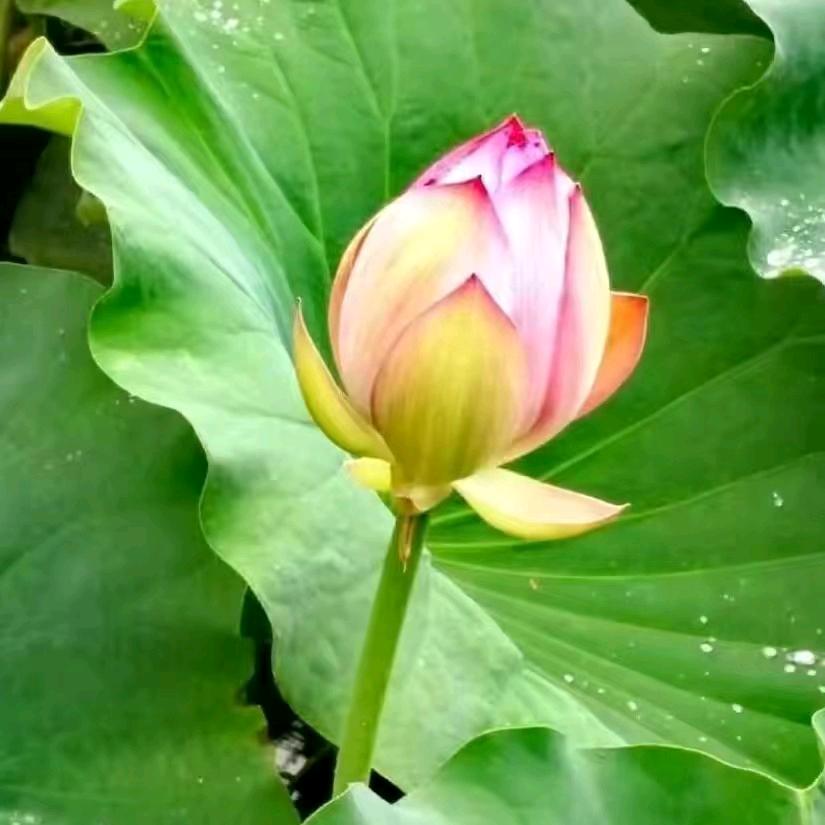 河南姑娘——淮阳出租车，全国接单