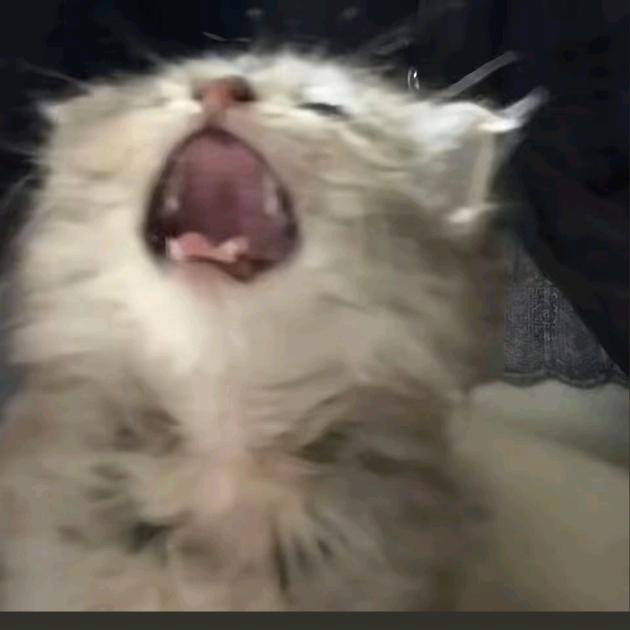 一只眠羊 ˋˏᰔᩚˎˊ˗