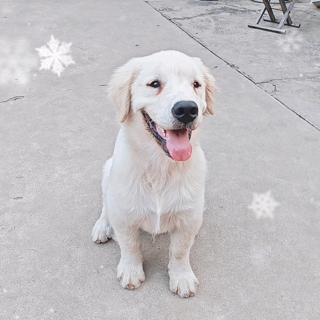 我的狗狗叫大米