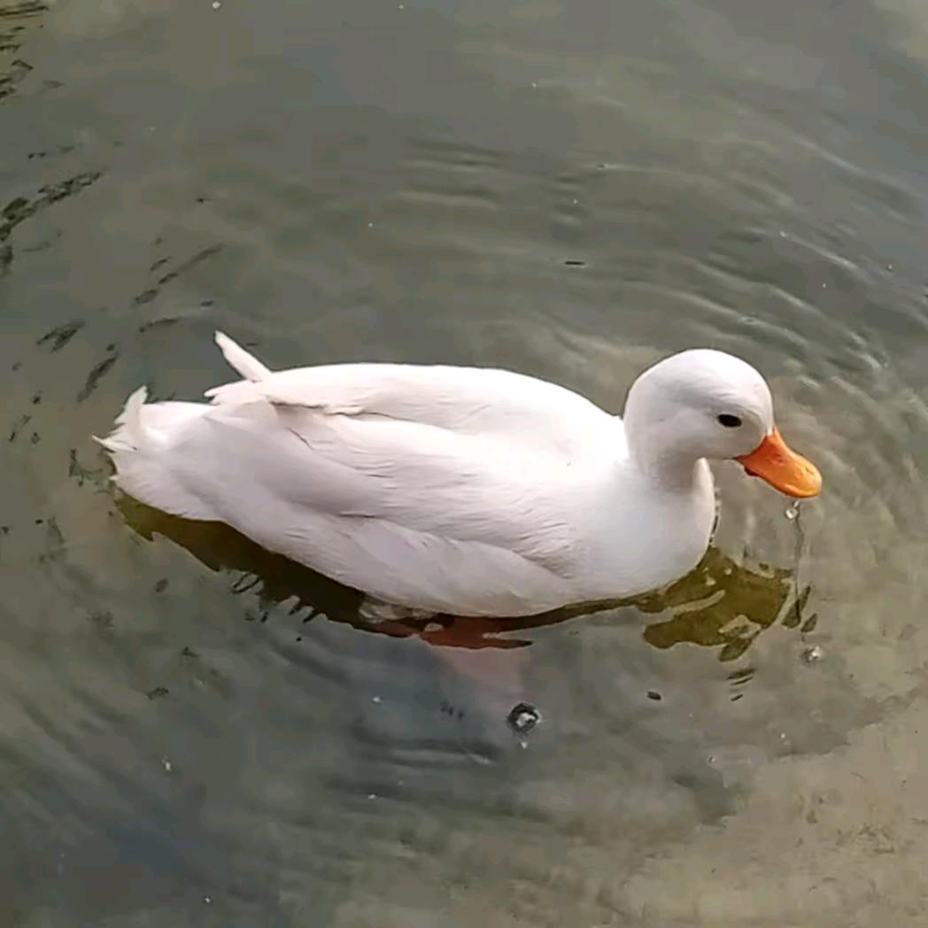 小鸭子