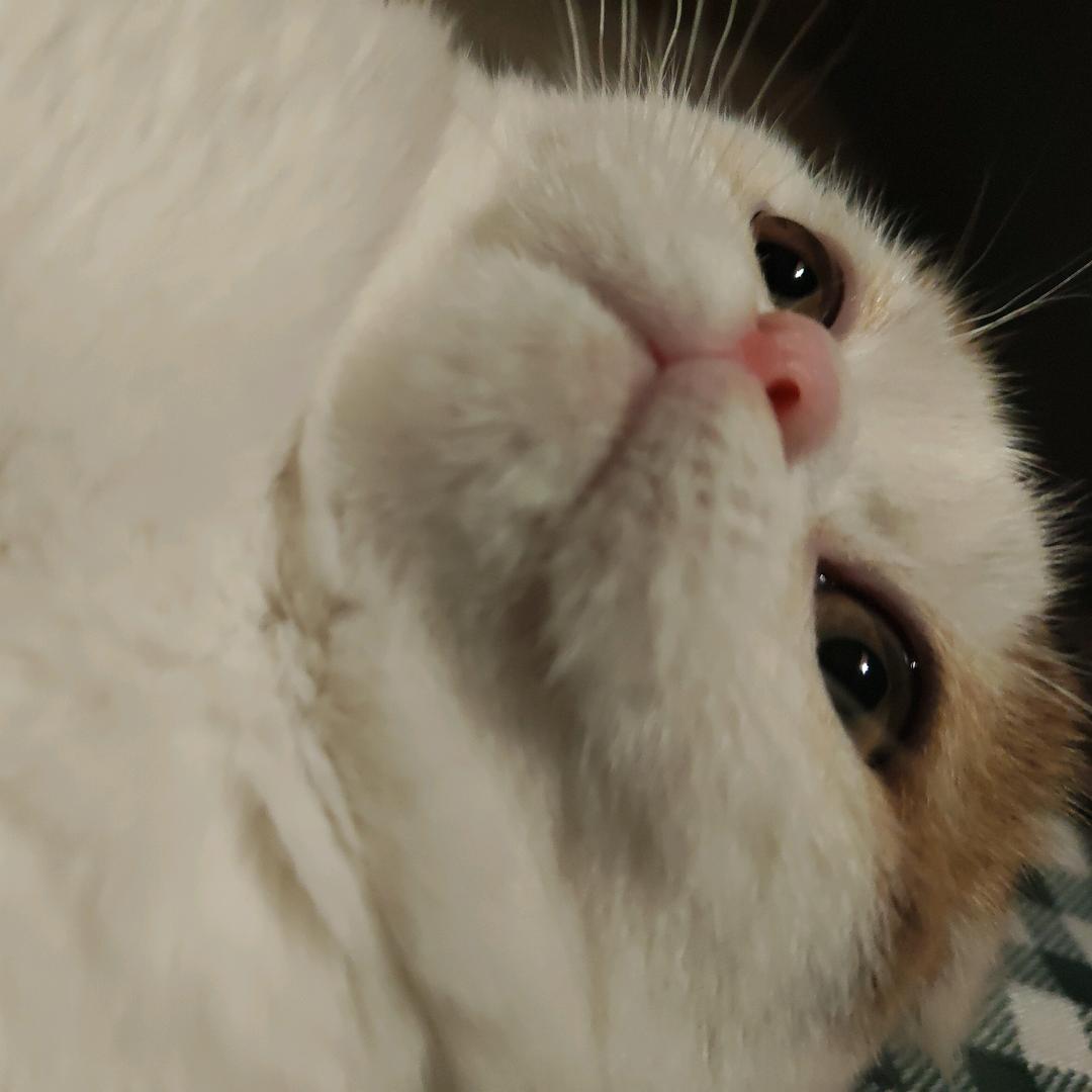 秋见（国服小乔）