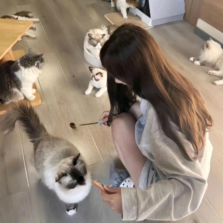 困乏小猫