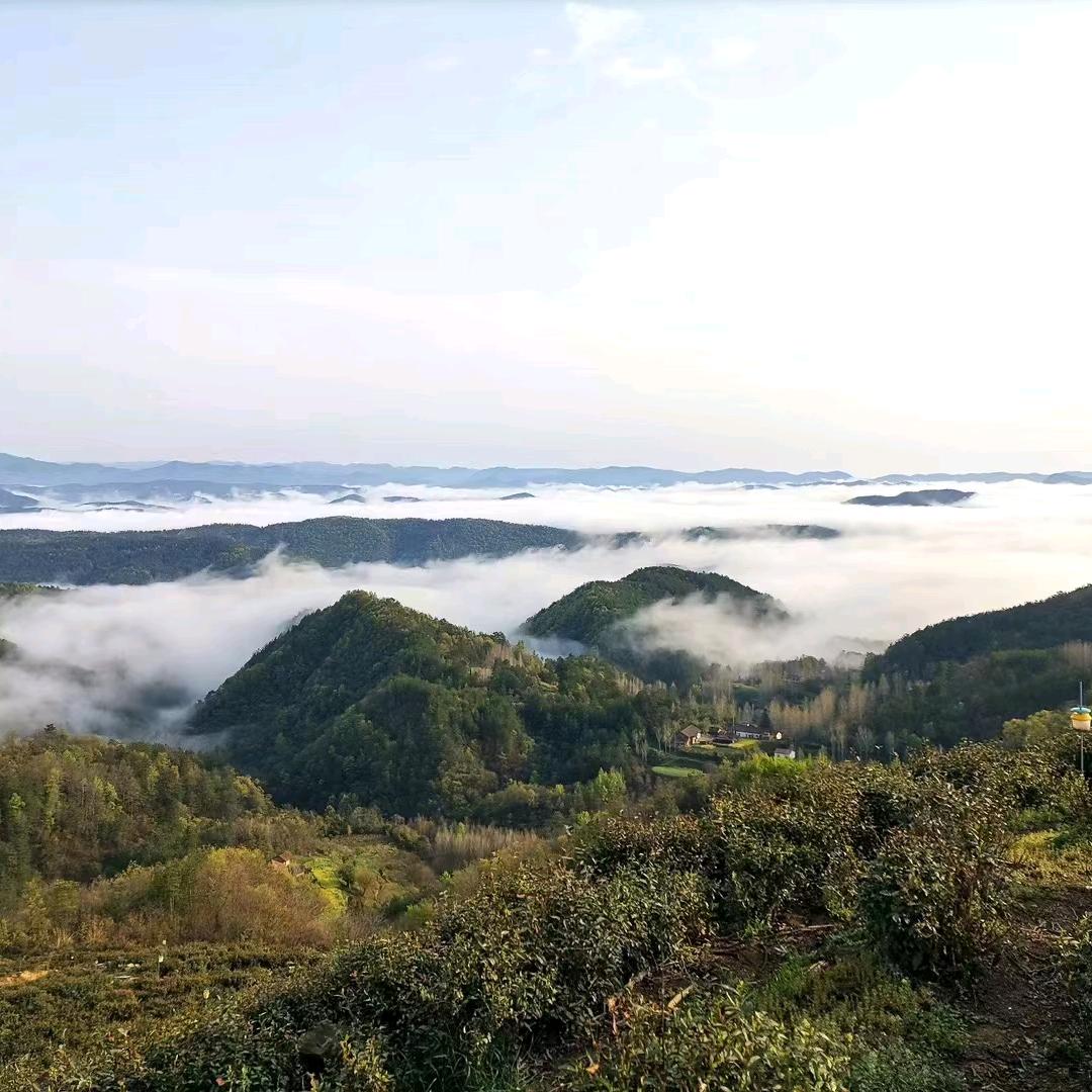 森琳宠儿🌿