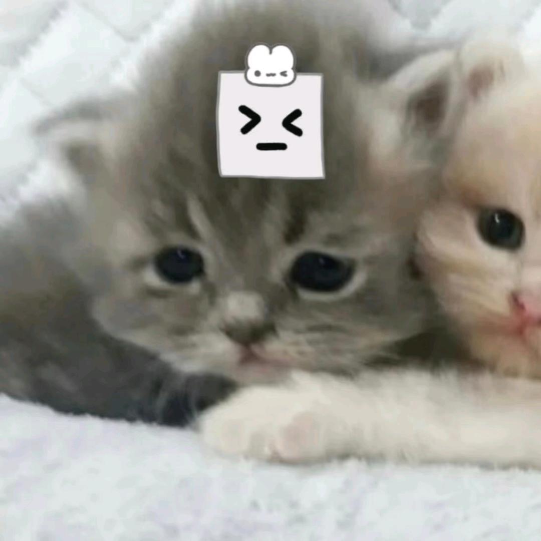 饺饺饺子（见过汐辰版