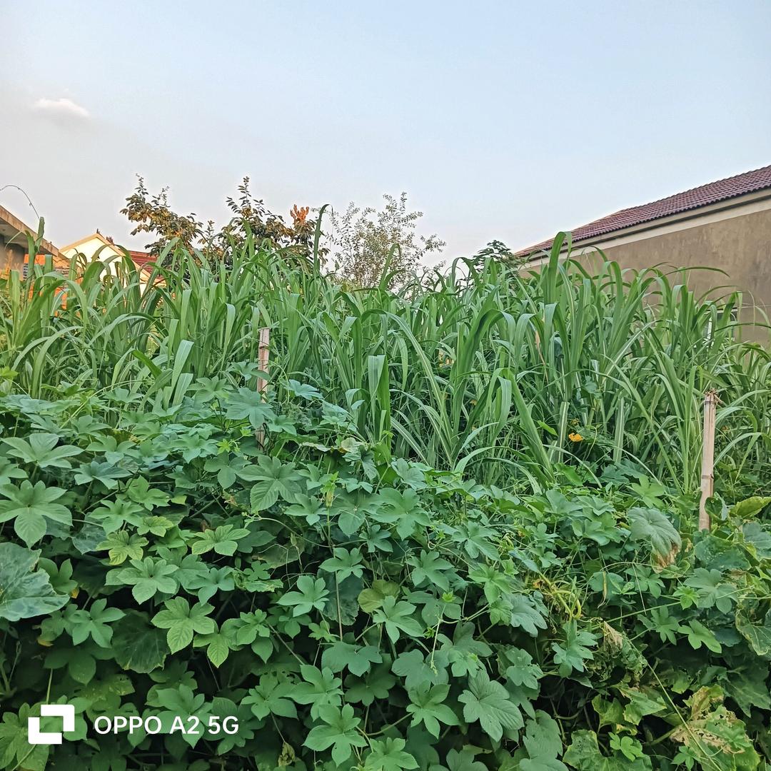 三个孩子，，妈妈