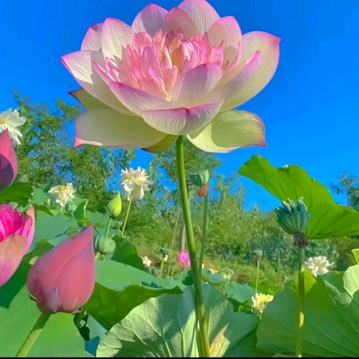 @苦菜花