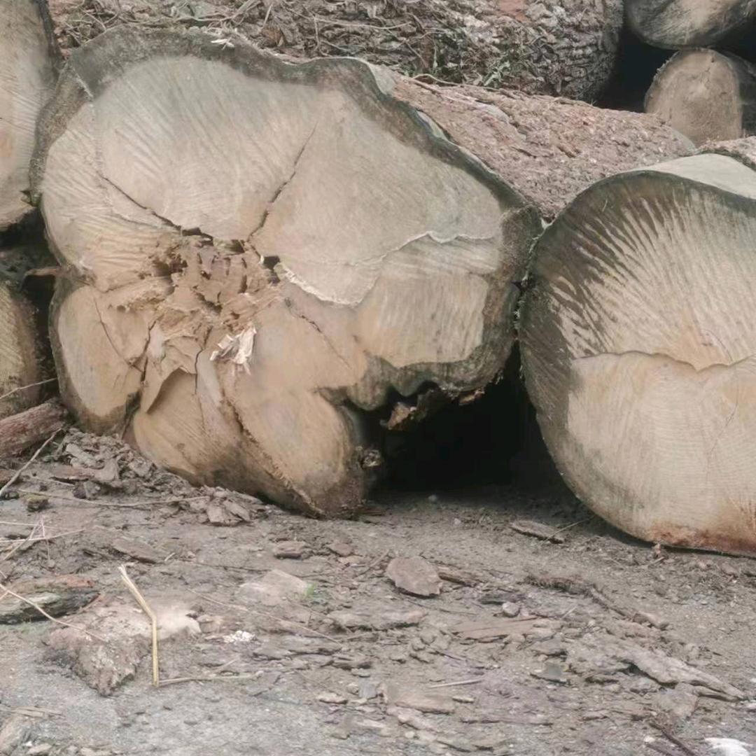 大量出售泡桐