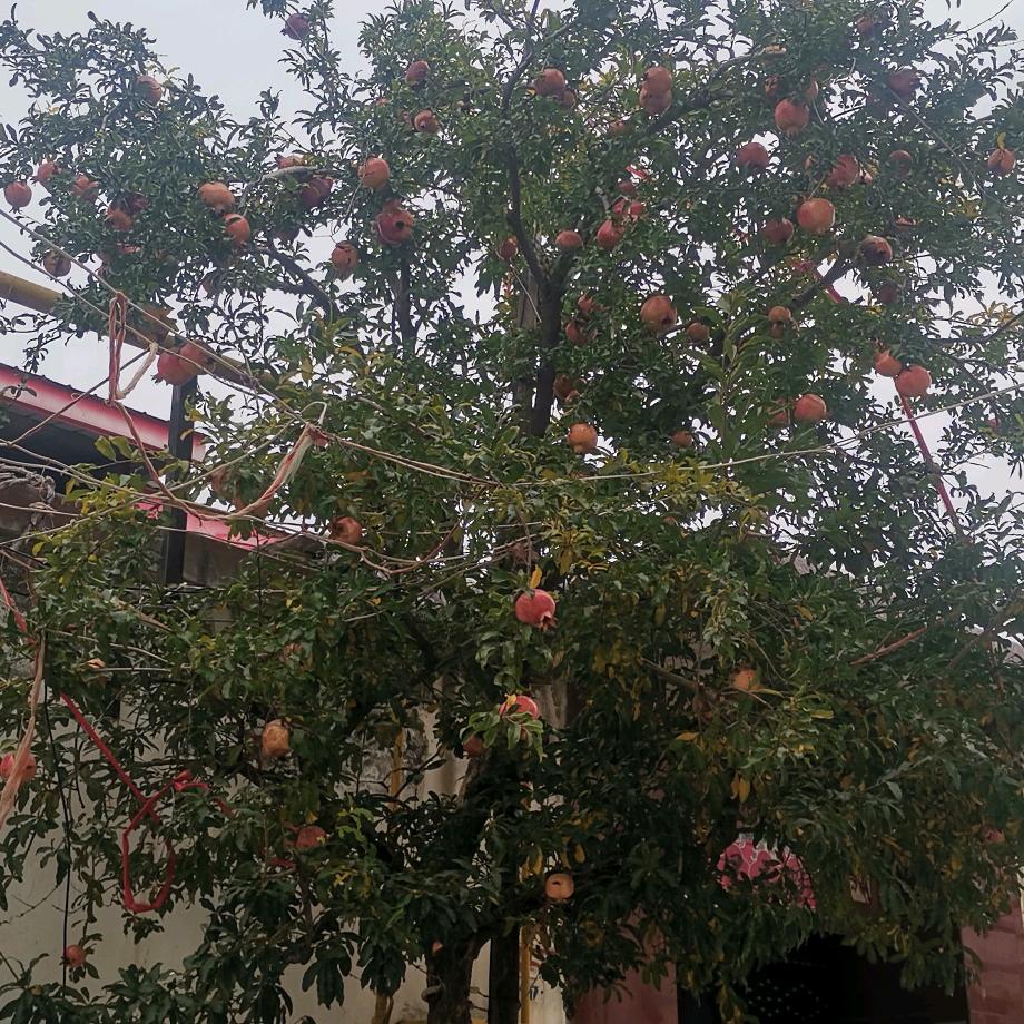 顺风顺水🦁