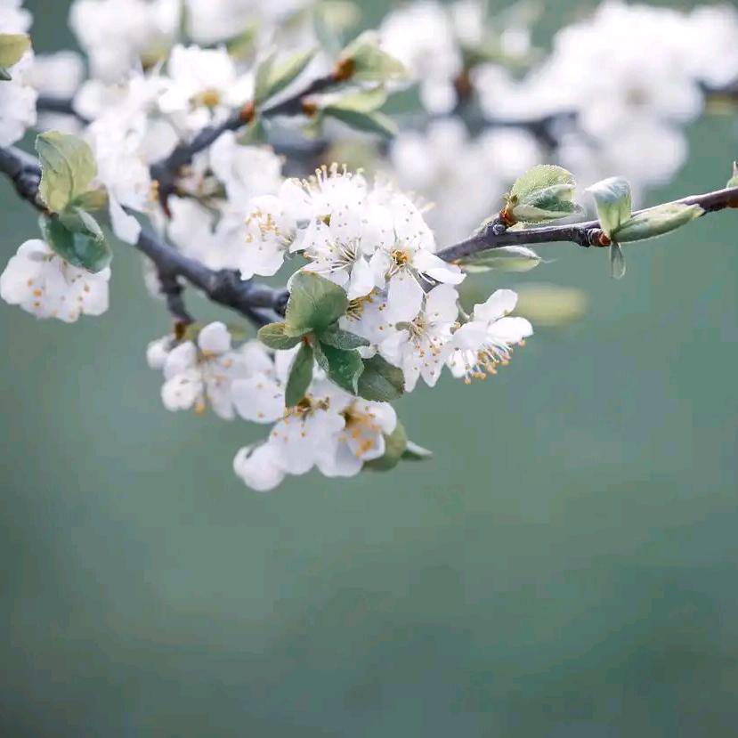 @梨花若雪❄️
