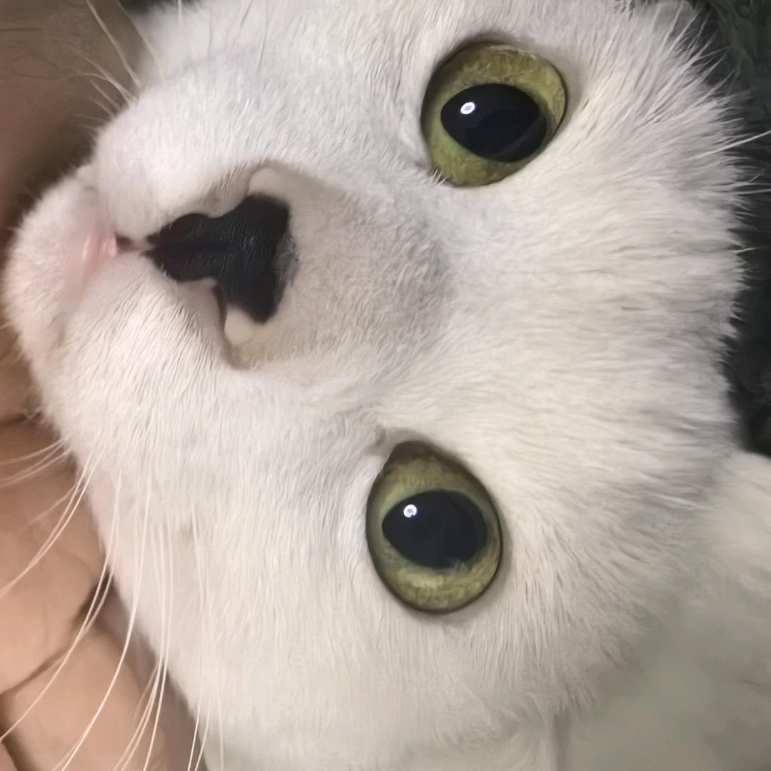 大喵说多谢😸