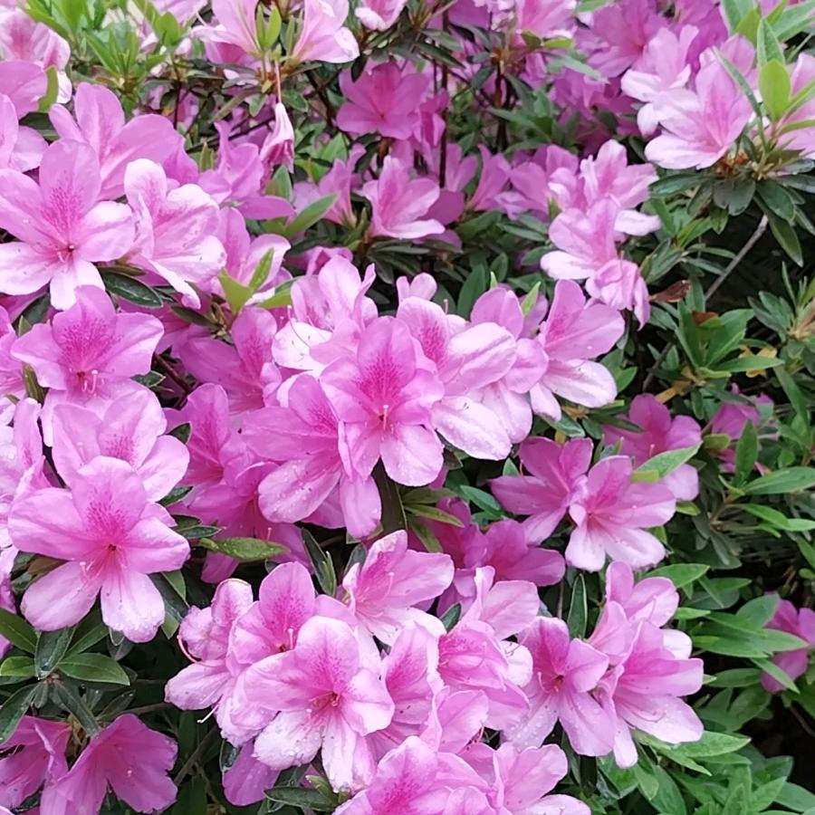 🐉小菊🐉【825】