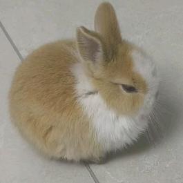 瑶瑶家的侏儒兔