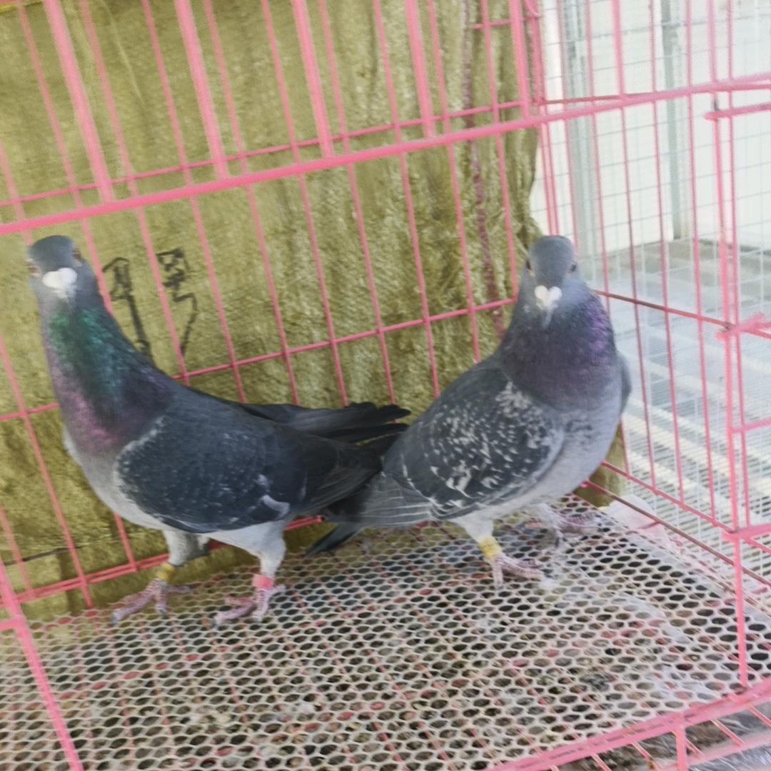 养鸽子的