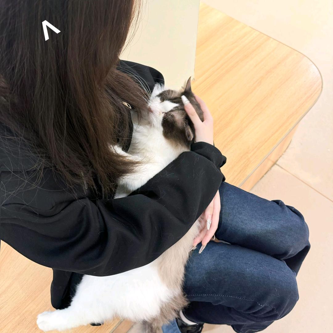 爱一个呆呆未