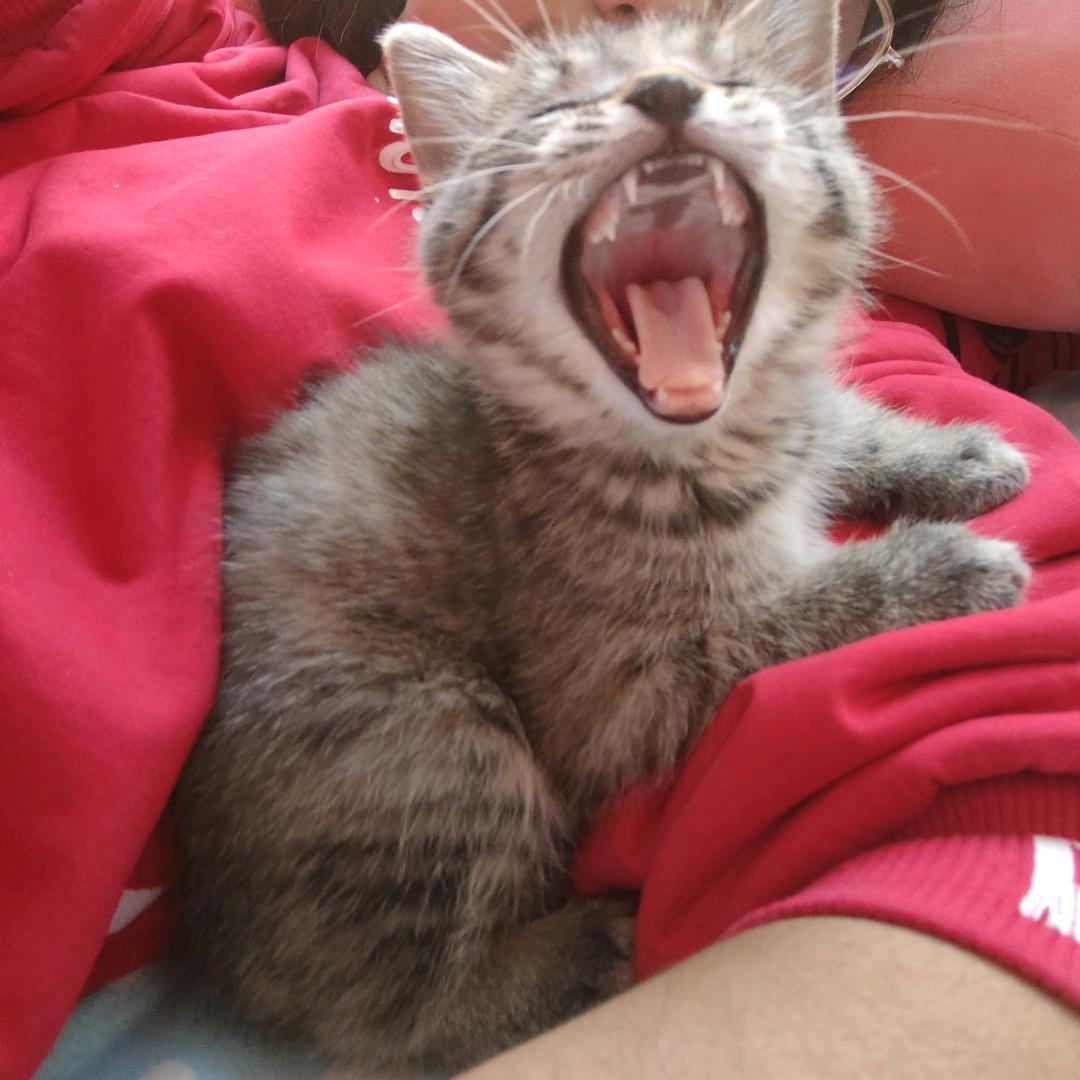 鸠浅（跟车银优比心版）