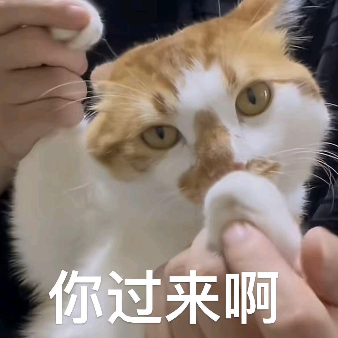 狂吻一只猫
