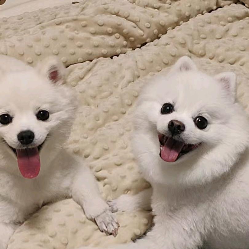 球球铁豆的幸福生活