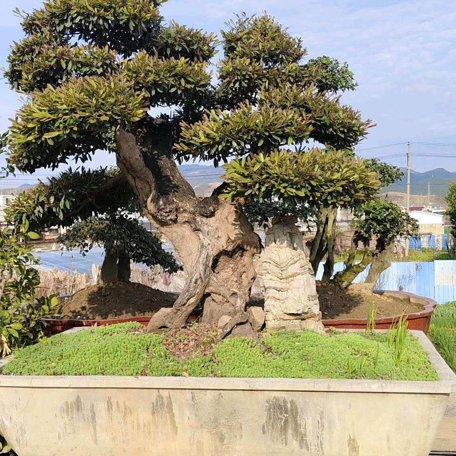 古桥苗木专业种植合作社