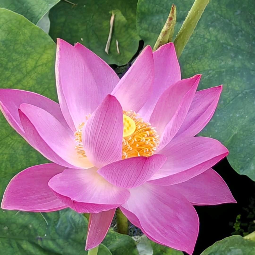绿树
