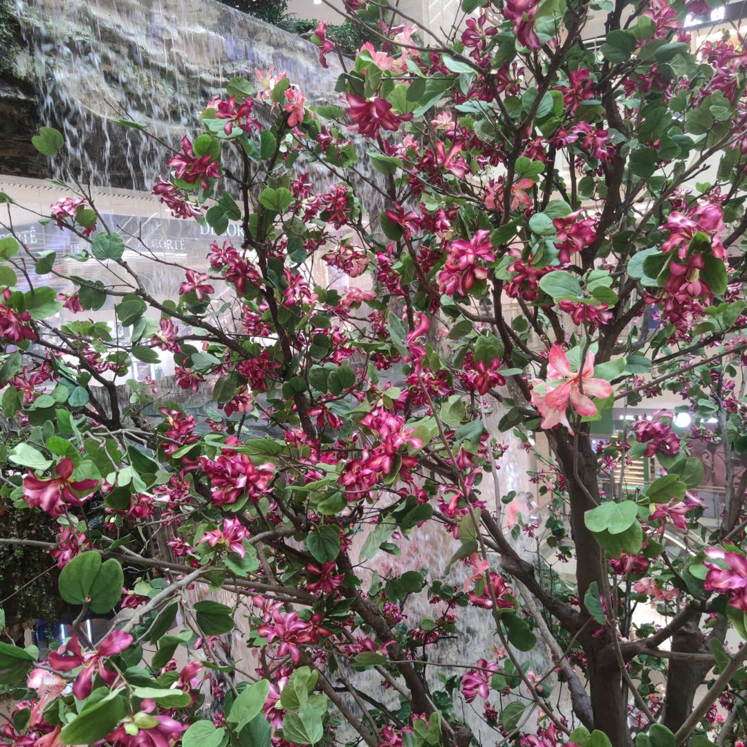 约会未来