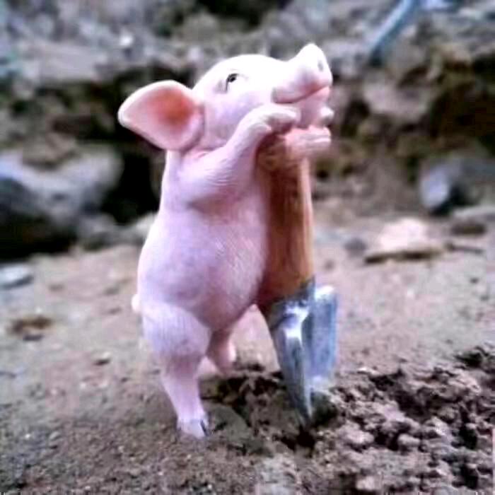 小猪佩奇……