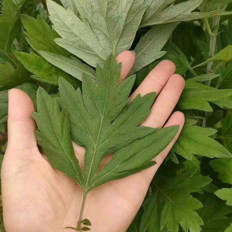 悦阅