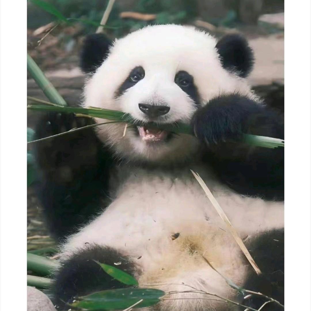 何丹