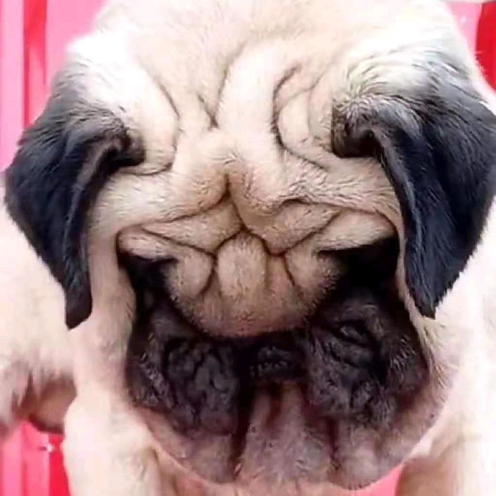 犬舍