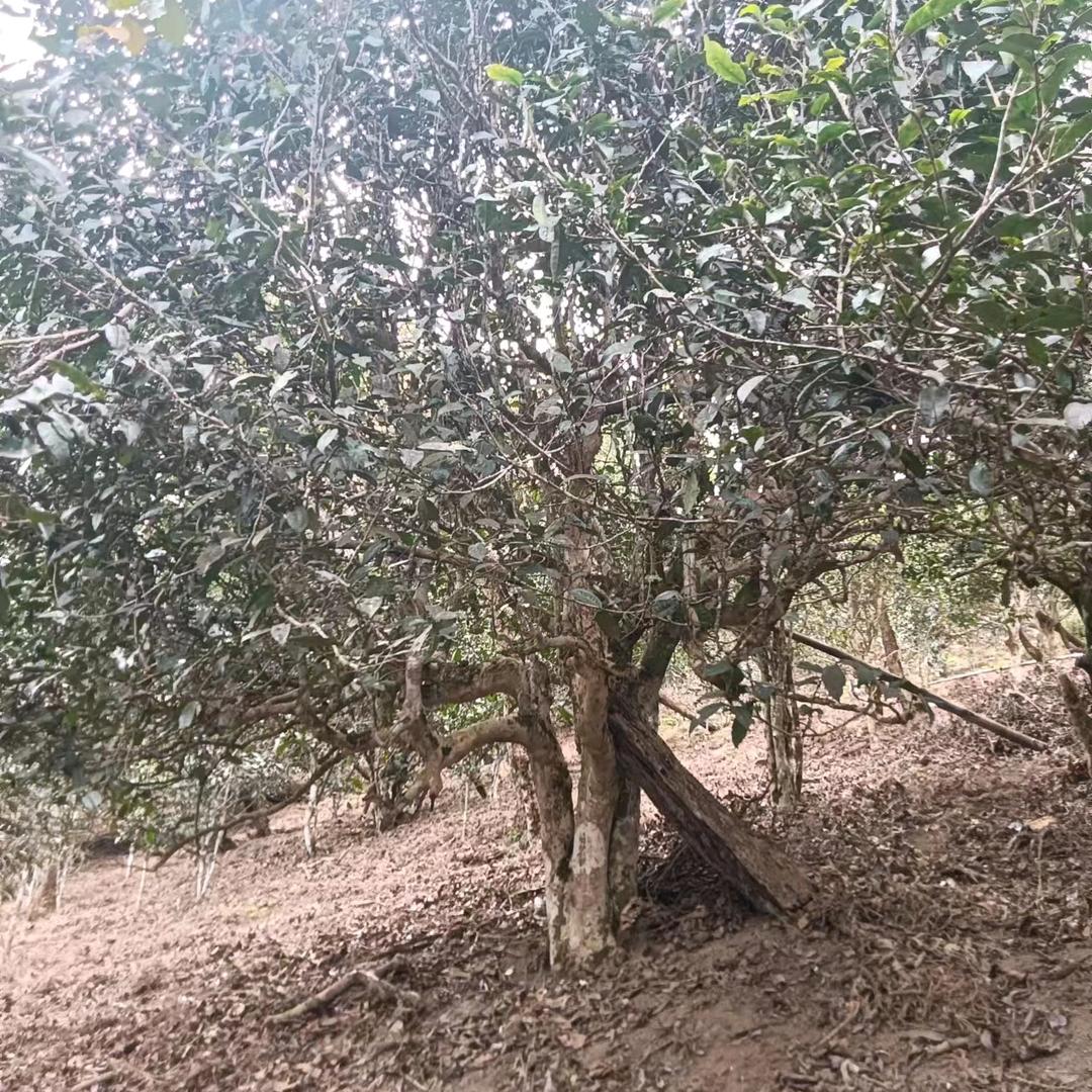 😇😇😇逸辰古茶（大杨）叔