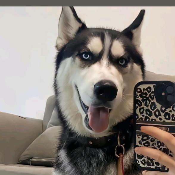 风尘浊酒醉无忧