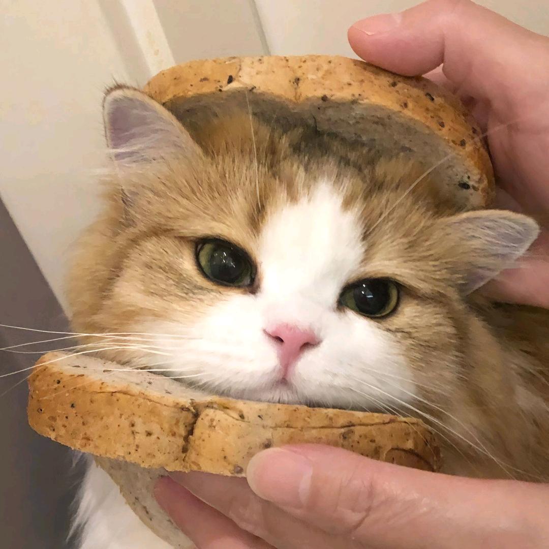 一头像