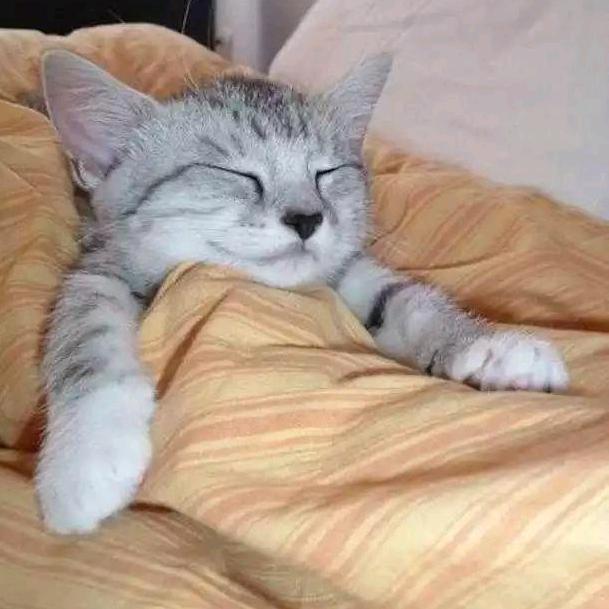 小懒猫