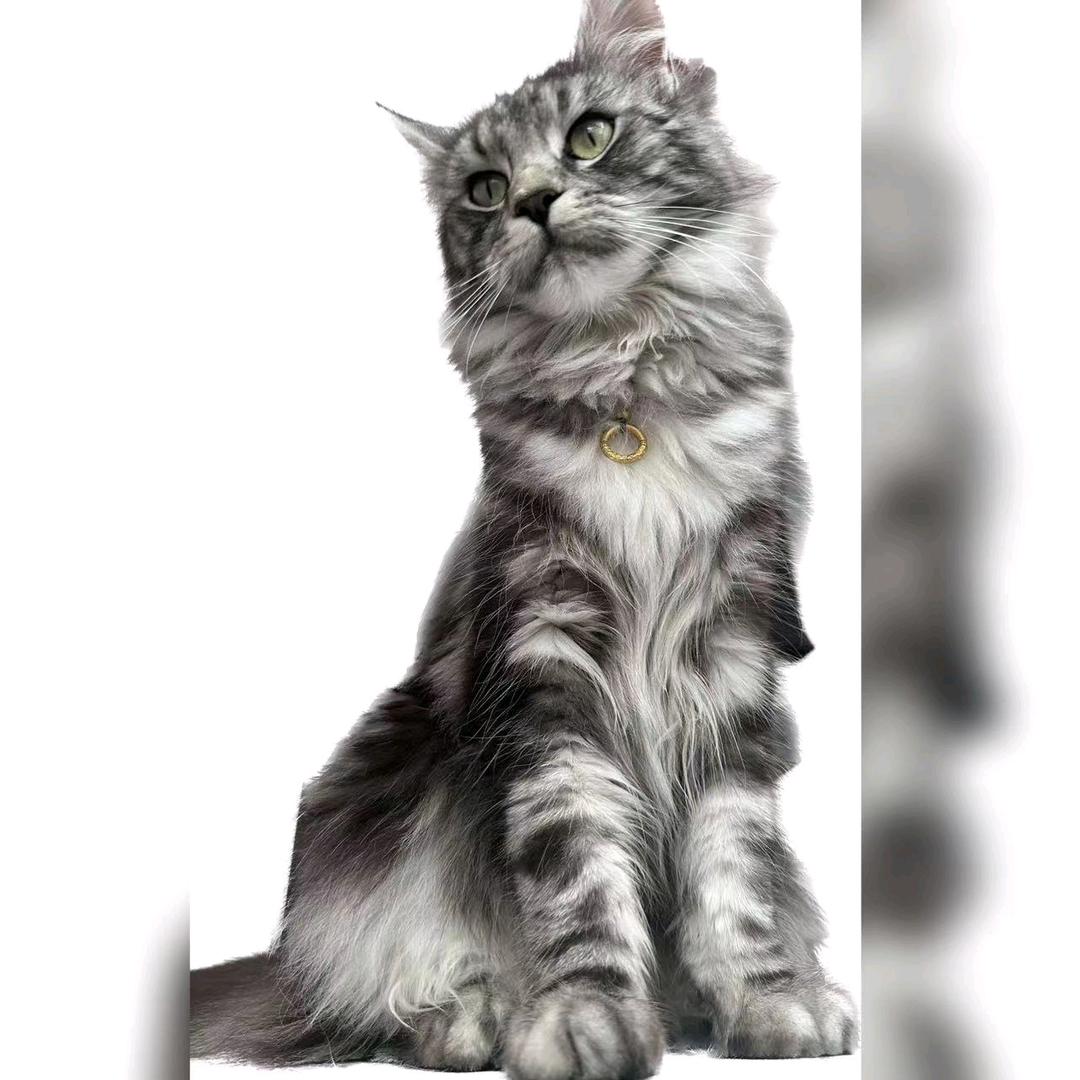 爱宠宠物（家养缅因）