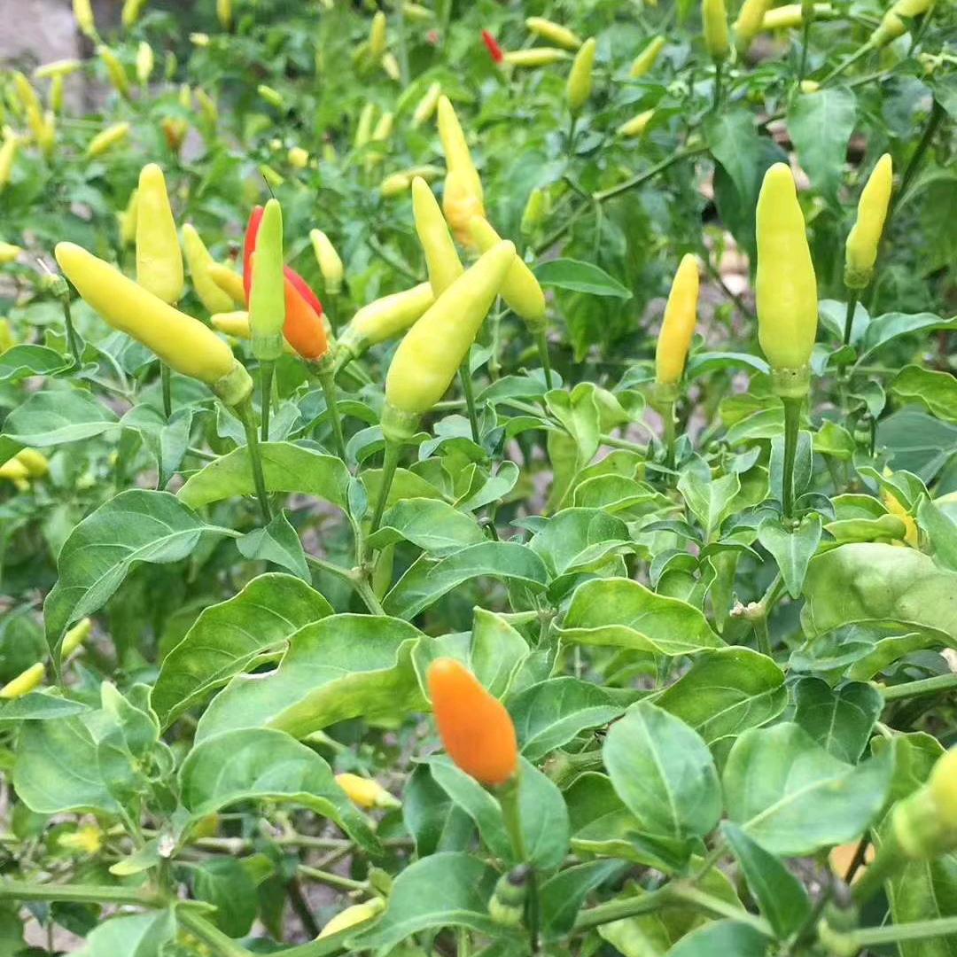 问心无愧