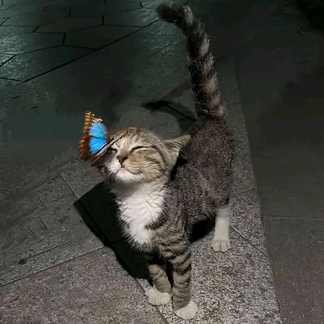 席拉想战斗